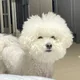 구르미
