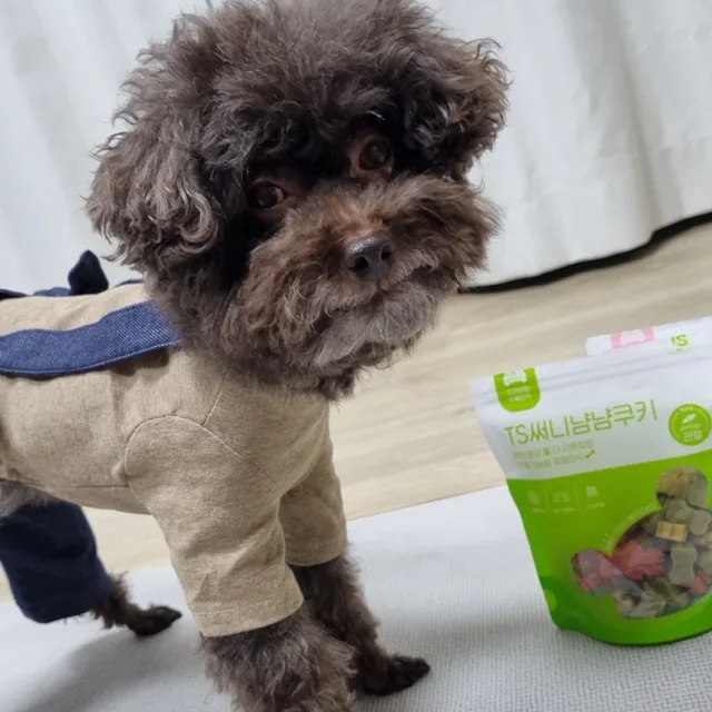 쵸코