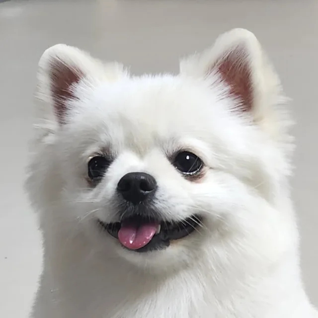 YA