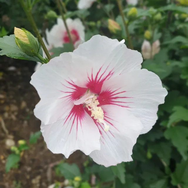 무궁화