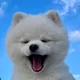 햅삐