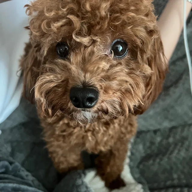 스마일리