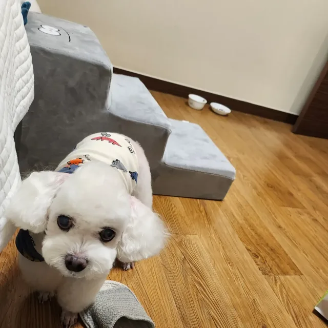 간지는멍멍이하뚜