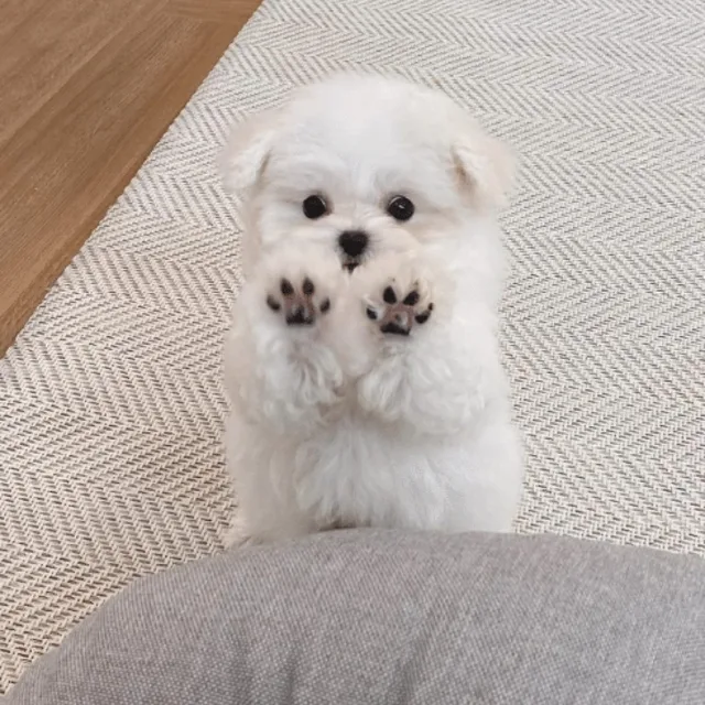 초록우산