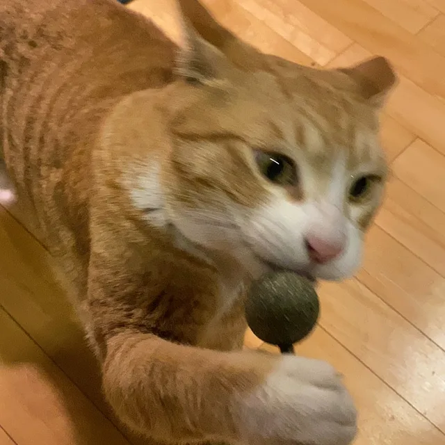 먕먕