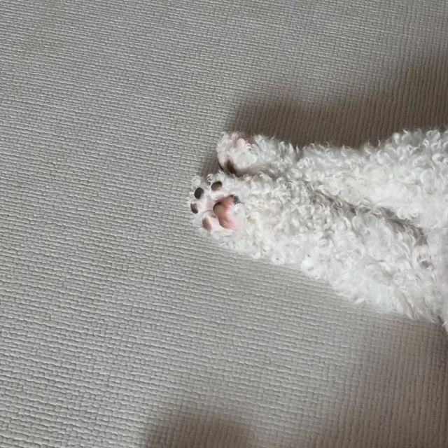다감