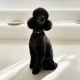 케냐오빠