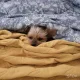 콩아다인엄마