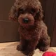 베니누나