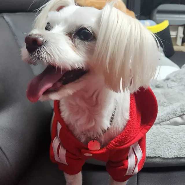 김치사랑야화