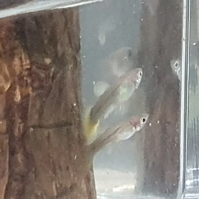 이슬한짝