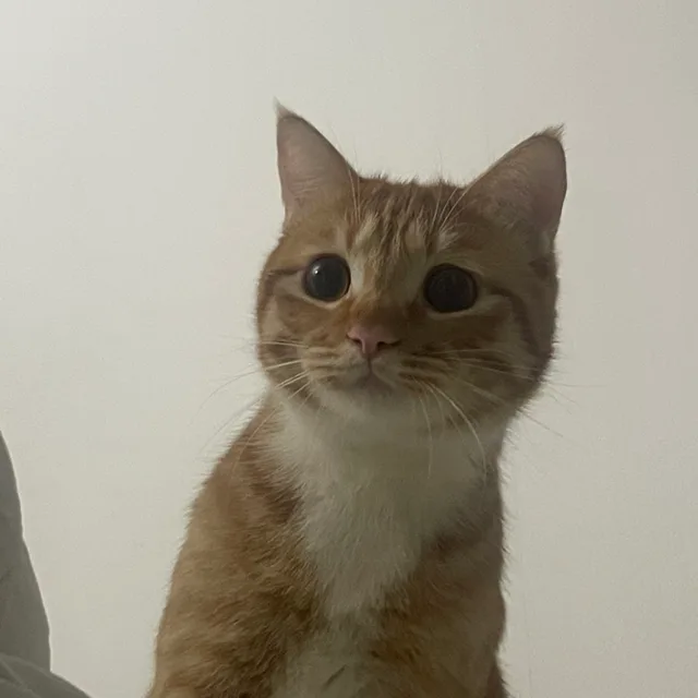 코코넛휘낭시에
