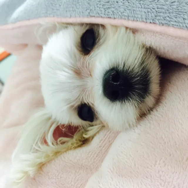 봉봉봉