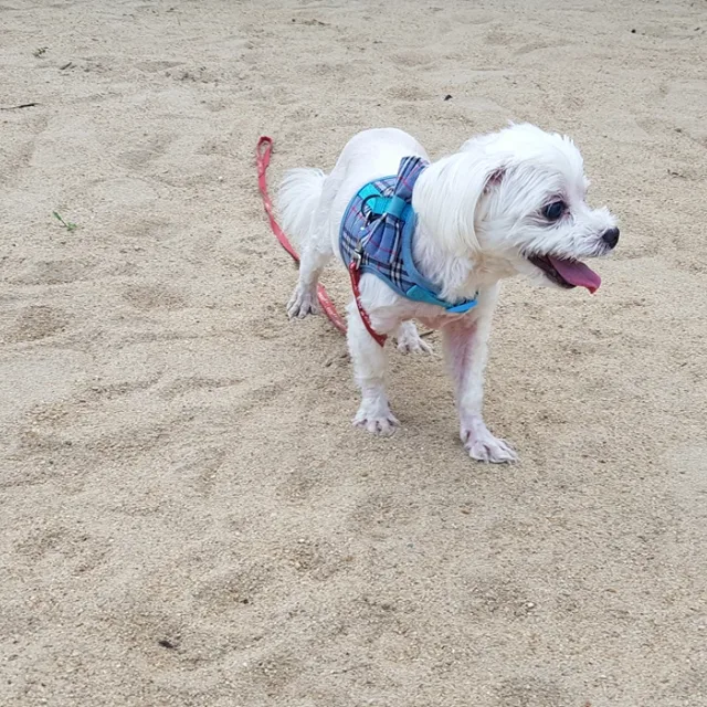절대신용