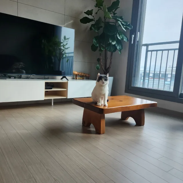 윙살이네