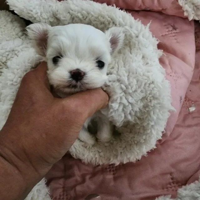 블랑비쥬