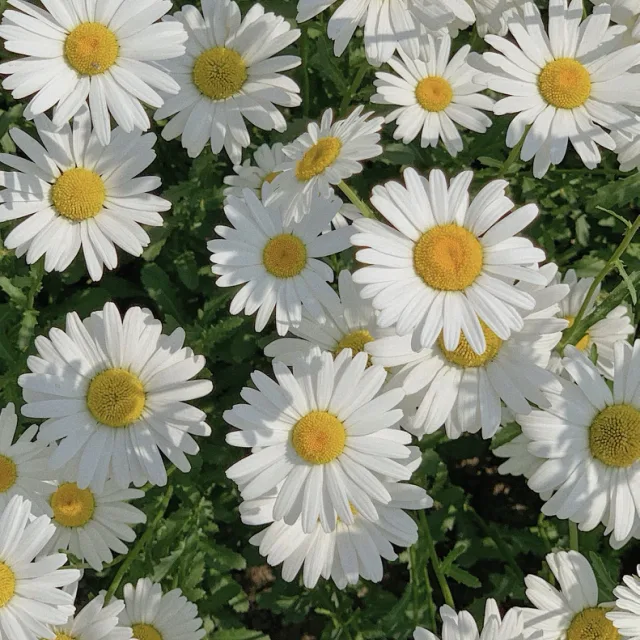 lilliliil