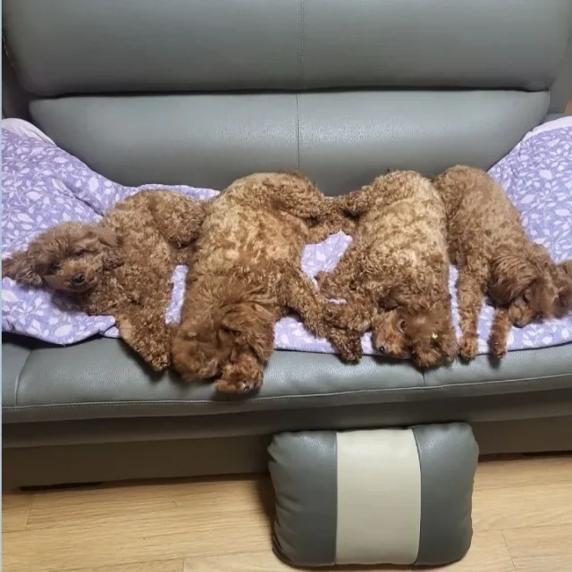 상큼한오렌지