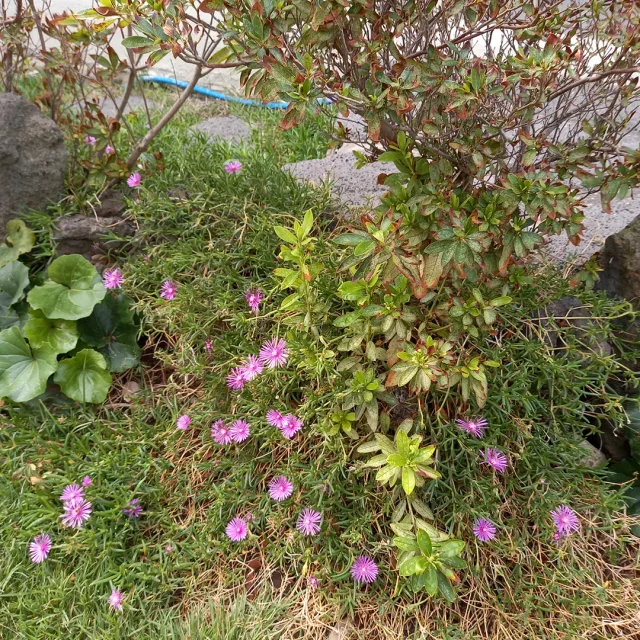 찐빵