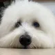 아빠에요