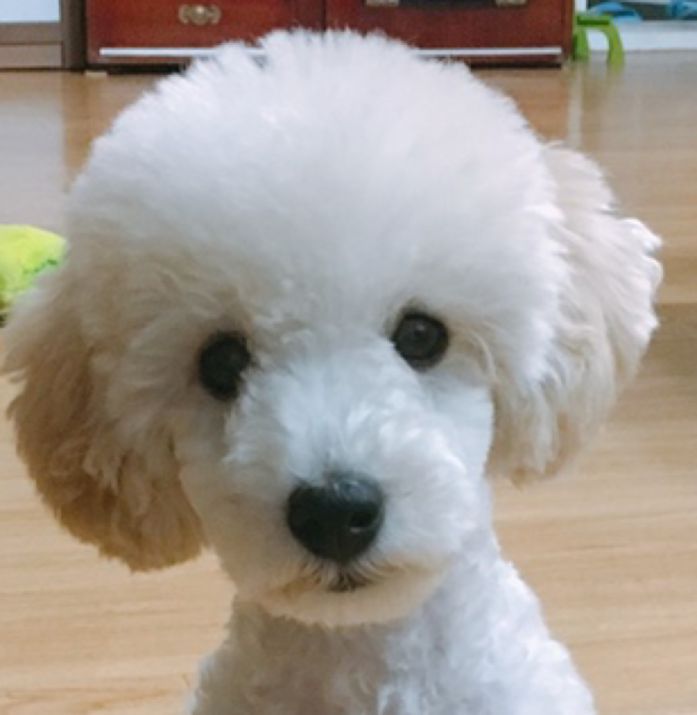 잼잼니