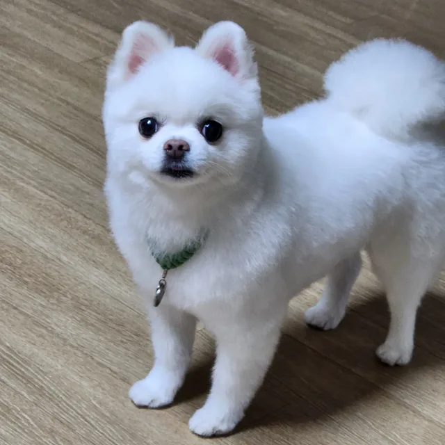 찌롱이또롱이
