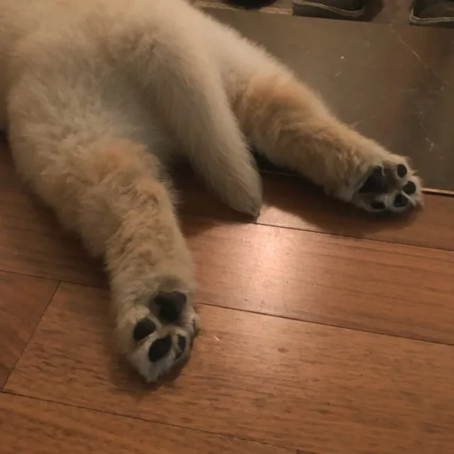 하이하이유