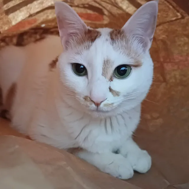 뽐이언니