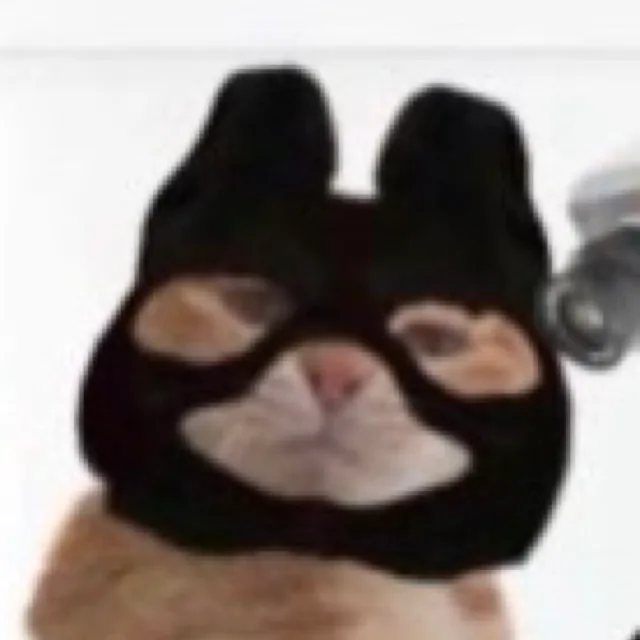 도둑고양이