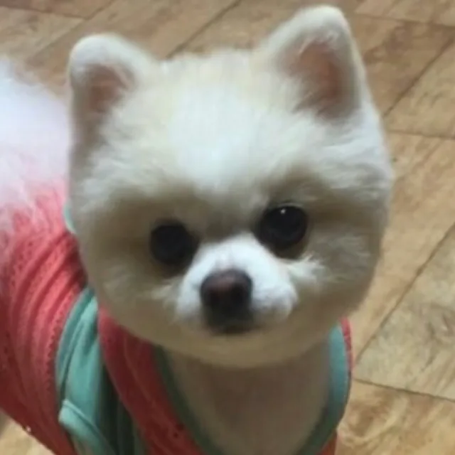 보리