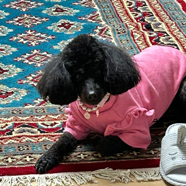 지맘
