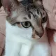 코쿤