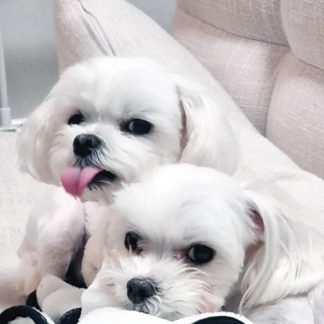 또니
