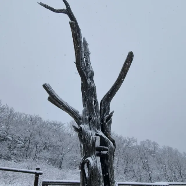 보리