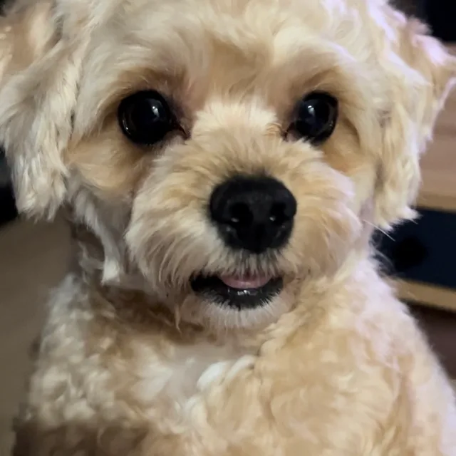 디리리