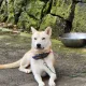 다이브