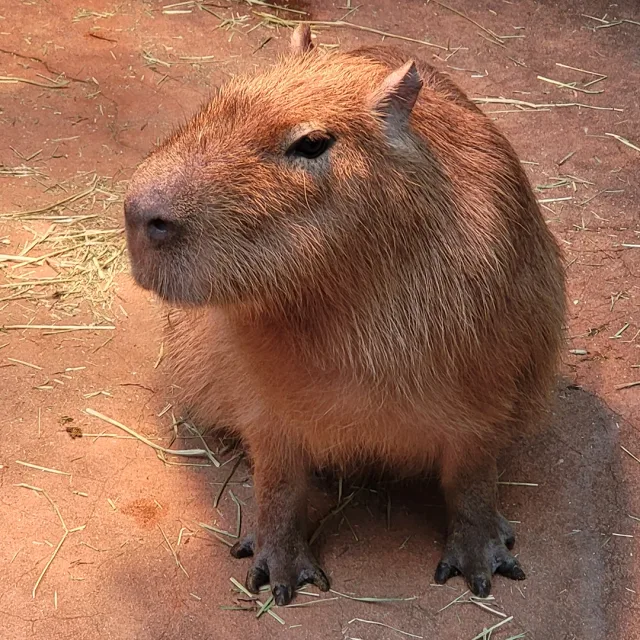 하리염