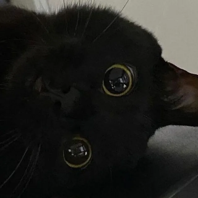 냐옹