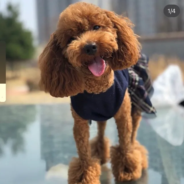 묘조