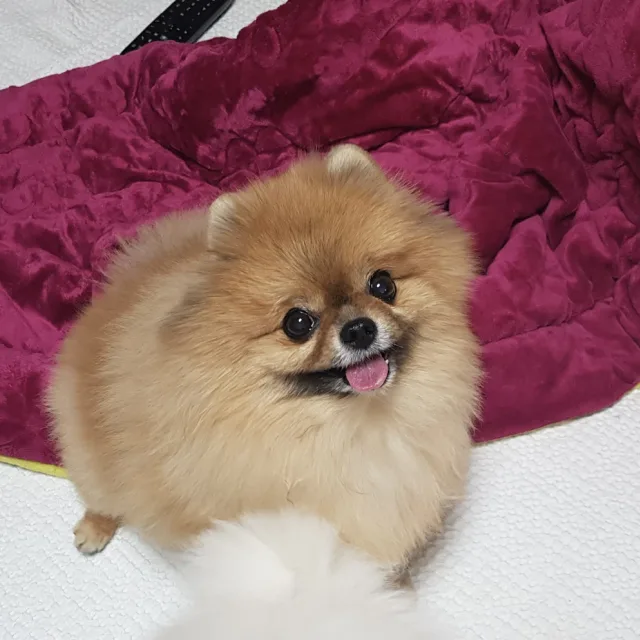초코