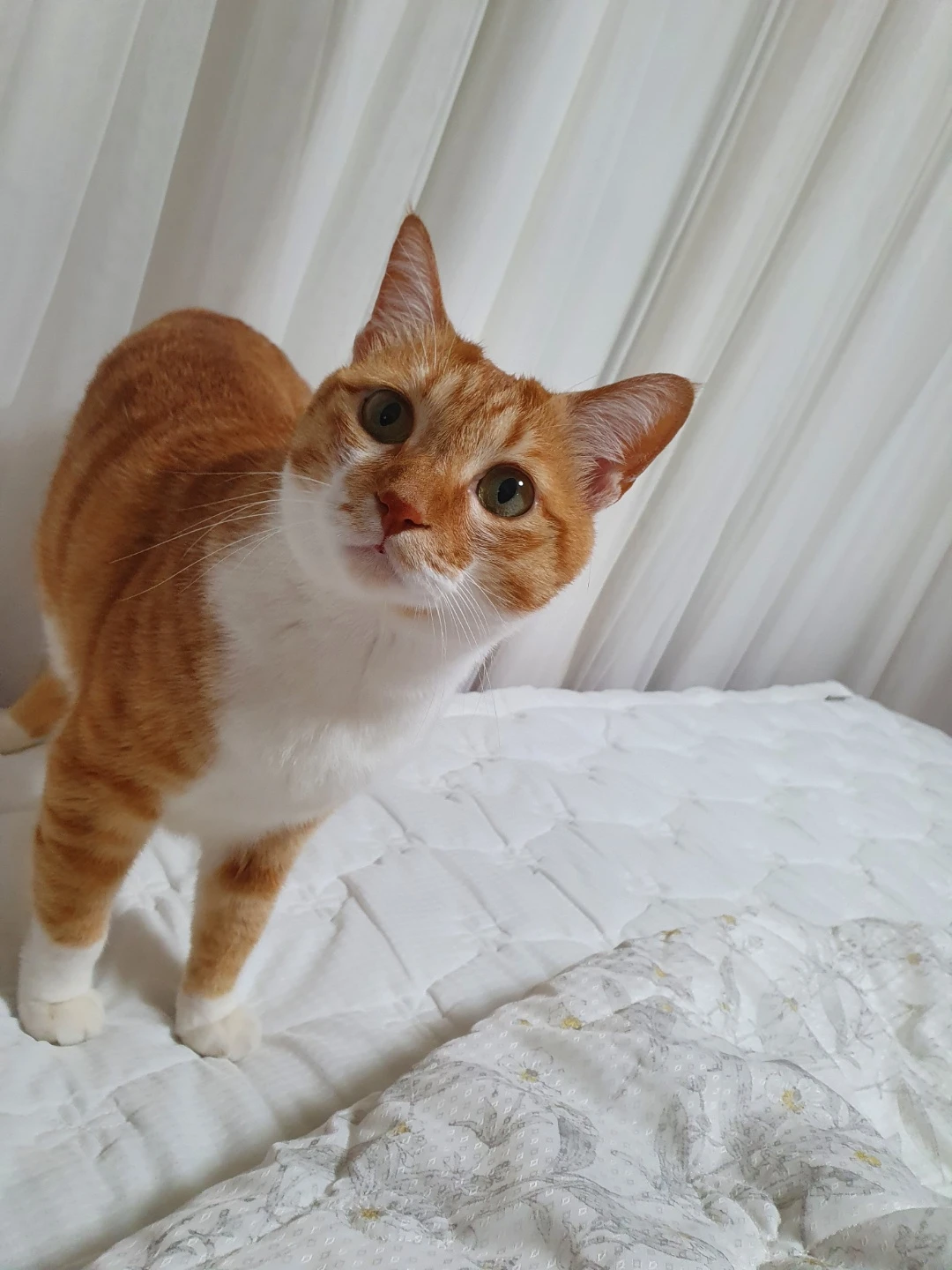 지아코