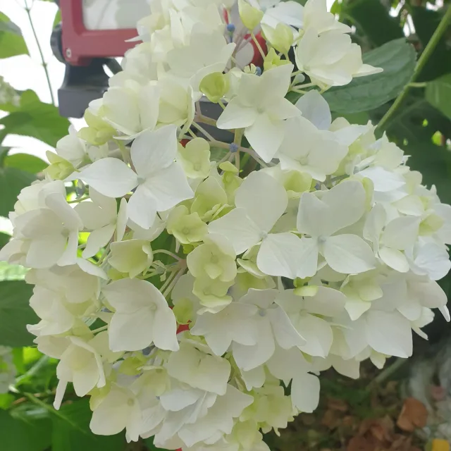 송송
