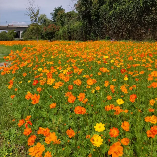 민들레