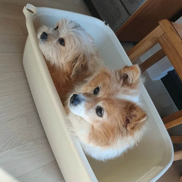 보리연이