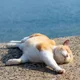 토끼똥