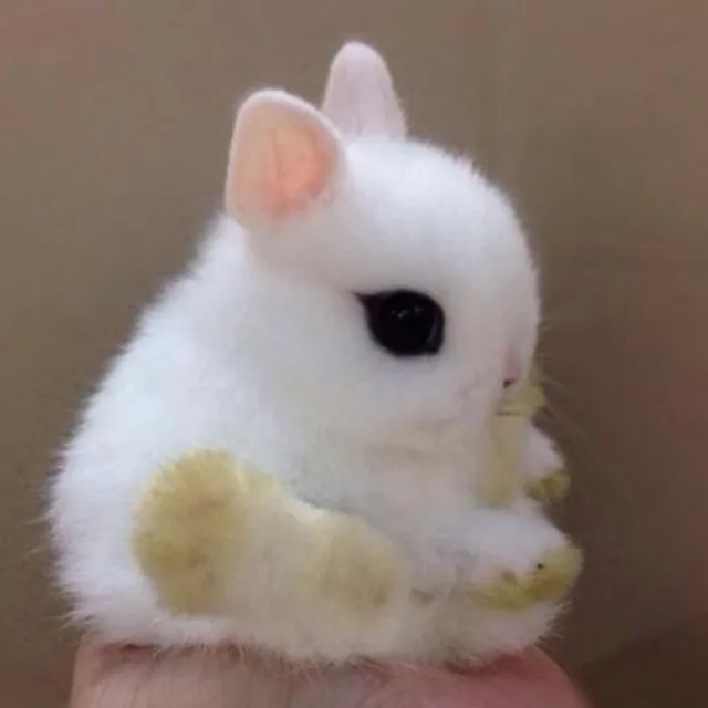 바니