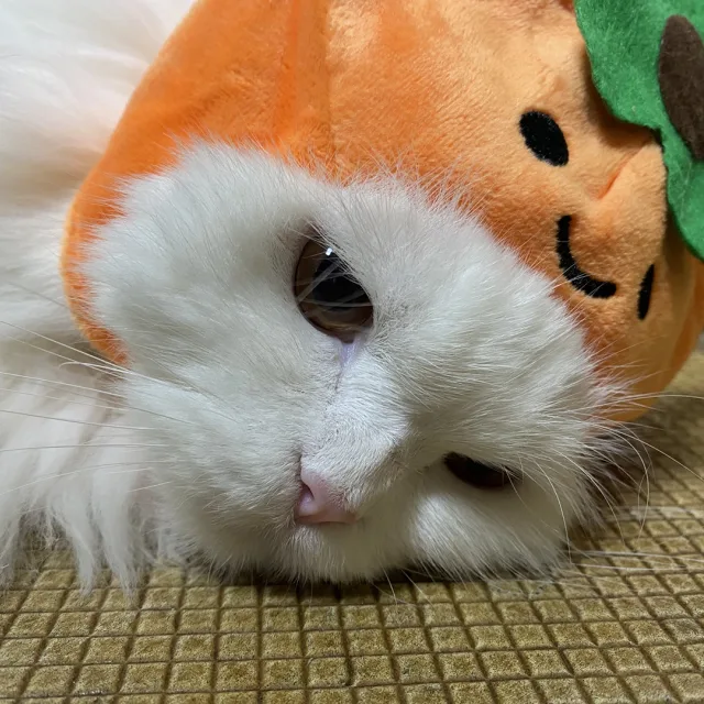 레벨업