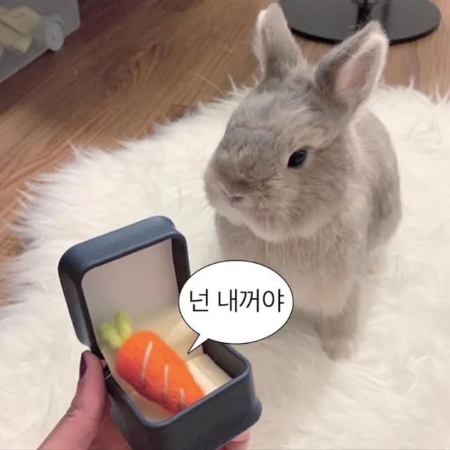 당근파는토끼