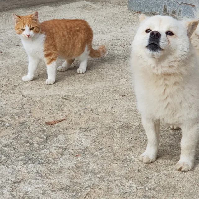 행복마드리드
