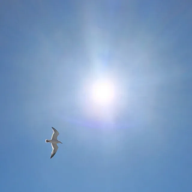 집보내줘